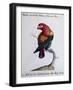 Crimson Parrot from Moluccan Islands (Psittacus Coccineus Moluccensis)-null-Framed Giclee Print
