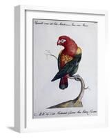 Crimson Parrot from Moluccan Islands (Psittacus Coccineus Moluccensis)-null-Framed Giclee Print