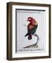 Crimson Parrot from Moluccan Islands (Psittacus Coccineus Moluccensis)-null-Framed Premium Giclee Print