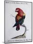 Crimson Parrot from Moluccan Islands (Psittacus Coccineus Moluccensis)-null-Mounted Premium Giclee Print