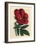 Crimson Peony, Paeonia Officinalis-James Sowerby-Framed Giclee Print