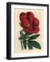 Crimson Peony, Paeonia Officinalis-James Sowerby-Framed Giclee Print