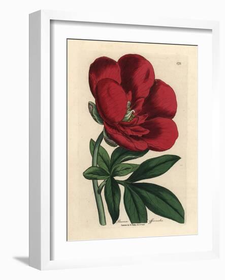 Crimson Peony, Paeonia Officinalis-James Sowerby-Framed Giclee Print