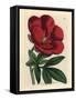 Crimson Peony, Paeonia Officinalis-James Sowerby-Framed Stretched Canvas