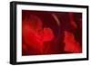 Crimson Petals I-Rita Crane-Framed Photographic Print