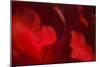 Crimson Petals I-Rita Crane-Mounted Photographic Print