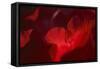 Crimson Petals II-Rita Crane-Framed Stretched Canvas