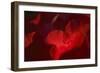 Crimson Petals II-Rita Crane-Framed Photographic Print