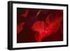 Crimson Petals II-Rita Crane-Framed Photographic Print