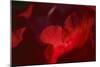 Crimson Petals II-Rita Crane-Mounted Photographic Print