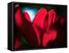 Crimson Petals-Howard Ruby-Framed Stretched Canvas