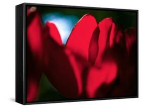 Crimson Petals-Howard Ruby-Framed Stretched Canvas