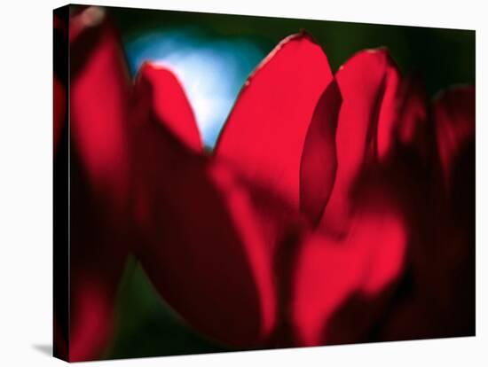Crimson Petals-Howard Ruby-Stretched Canvas