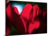 Crimson Petals-Howard Ruby-Mounted Premium Photographic Print