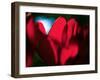 Crimson Petals-Howard Ruby-Framed Photographic Print