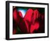 Crimson Petals-Howard Ruby-Framed Photographic Print