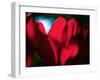 Crimson Petals-Howard Ruby-Framed Photographic Print