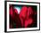 Crimson Petals-Howard Ruby-Framed Photographic Print