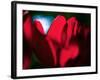 Crimson Petals-Howard Ruby-Framed Photographic Print