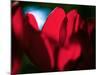 Crimson Petals-Howard Ruby-Mounted Photographic Print