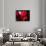 Crimson Petals-Howard Ruby-Photographic Print displayed on a wall