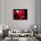 Crimson Petals-Howard Ruby-Photographic Print displayed on a wall