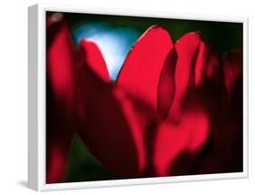 Crimson Petals-Howard Ruby-Framed Photographic Print