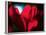 Crimson Petals-Howard Ruby-Framed Photographic Print