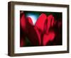 Crimson Petals-Howard Ruby-Framed Photographic Print