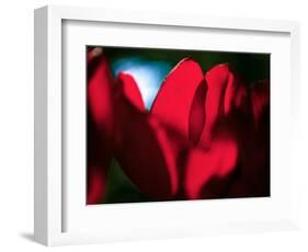 Crimson Petals-Howard Ruby-Framed Photographic Print