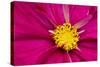 Crimson Pink Cosmos Flower-Cora Niele-Stretched Canvas
