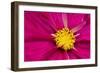 Crimson Pink Cosmos Flower-Cora Niele-Framed Giclee Print