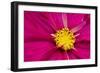 Crimson Pink Cosmos Flower-Cora Niele-Framed Giclee Print