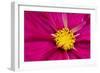 Crimson Pink Cosmos Flower-Cora Niele-Framed Giclee Print