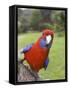 Crimson Rosella, Platycercus Elegans, Wilsons Promontory, Victoria, Australia-Thorsten Milse-Framed Stretched Canvas