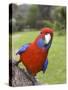 Crimson Rosella, Platycercus Elegans, Wilsons Promontory, Victoria, Australia-Thorsten Milse-Stretched Canvas