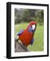 Crimson Rosella, Platycercus Elegans, Wilsons Promontory, Victoria, Australia-Thorsten Milse-Framed Photographic Print