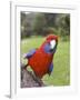 Crimson Rosella, Platycercus Elegans, Wilsons Promontory, Victoria, Australia-Thorsten Milse-Framed Photographic Print