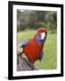 Crimson Rosella, Platycercus Elegans, Wilsons Promontory, Victoria, Australia-Thorsten Milse-Framed Photographic Print