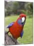 Crimson Rosella, Platycercus Elegans, Wilsons Promontory, Victoria, Australia-Thorsten Milse-Mounted Photographic Print