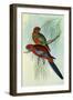 Crimson Rosella, Platycercus Elegans-Henry Constantine Richter-Framed Giclee Print