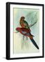 Crimson Rosella, Platycercus Elegans-Henry Constantine Richter-Framed Giclee Print