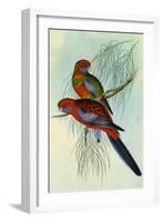 Crimson Rosella, Platycercus Elegans-Henry Constantine Richter-Framed Giclee Print