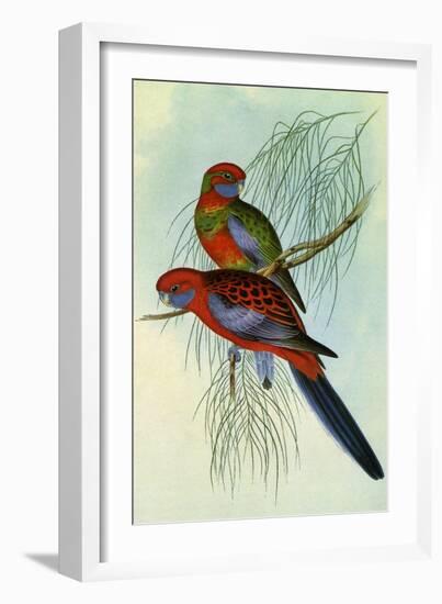 Crimson Rosella, Platycercus Elegans-Henry Constantine Richter-Framed Giclee Print