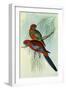 Crimson Rosella, Platycercus Elegans-Henry Constantine Richter-Framed Giclee Print