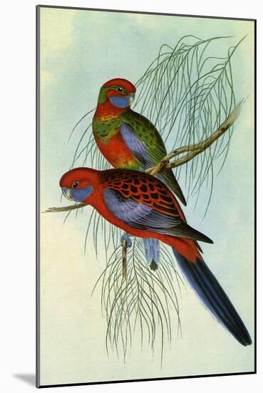 Crimson Rosella, Platycercus Elegans-Henry Constantine Richter-Mounted Giclee Print