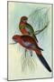 Crimson Rosella, Platycercus Elegans-Henry Constantine Richter-Mounted Giclee Print