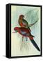 Crimson Rosella, Platycercus Elegans-Henry Constantine Richter-Framed Stretched Canvas