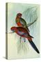 Crimson Rosella, Platycercus Elegans-Henry Constantine Richter-Stretched Canvas