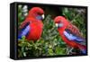 Crimson Rosella-Howard Ruby-Framed Stretched Canvas